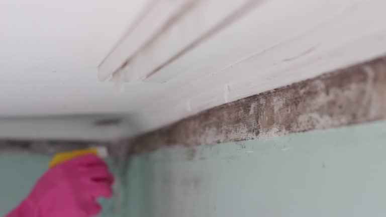 Trusted Castalia, OH Mold Inspection, Removal & Remediation Experts